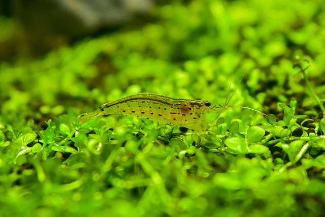 Image of an Amano Shrimp