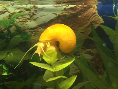 Image of a Mystery Snail