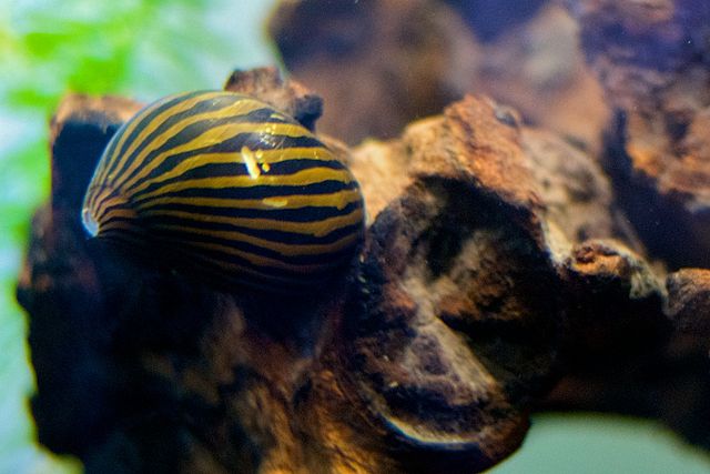 Algae best sale eating snails