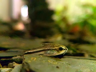 Image of a Pygmy Cory