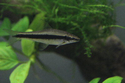 Image of a Siamese Algae Eater