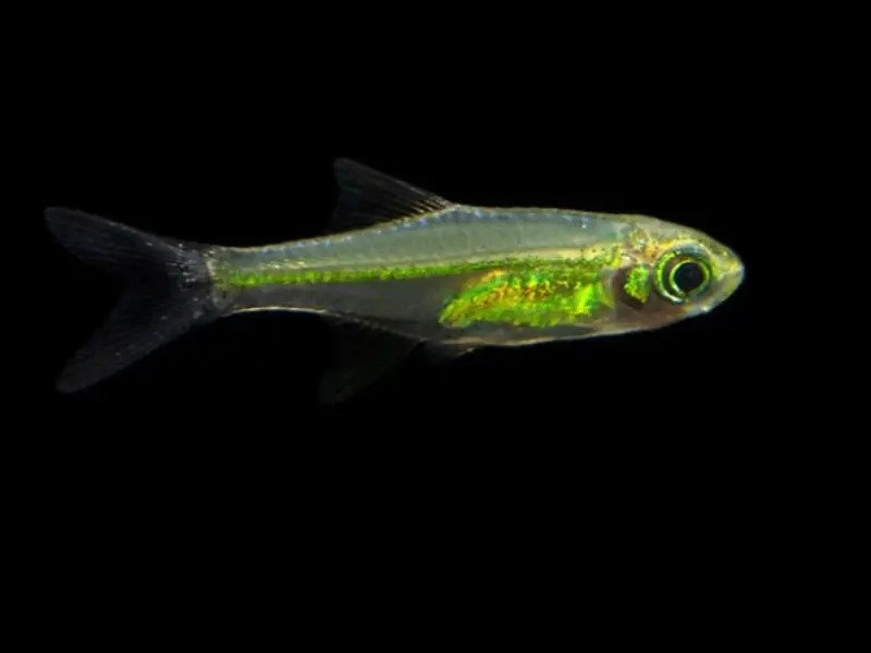 A Green Kubotai Rasbora fish