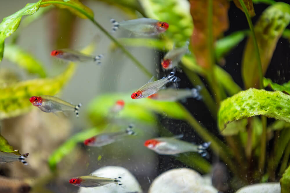 A group of Rummy-nose Tetra