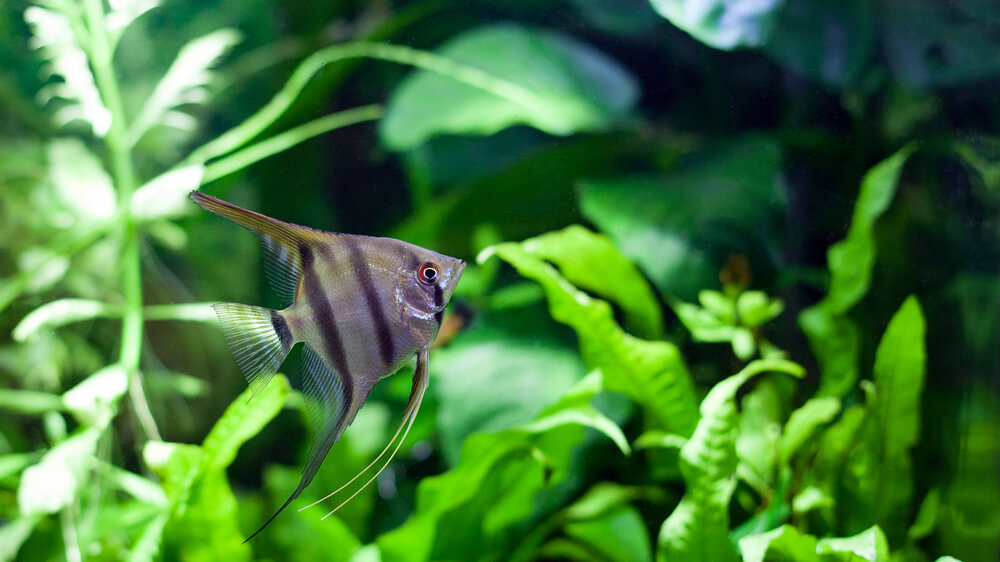 A Freshwater Angelfish