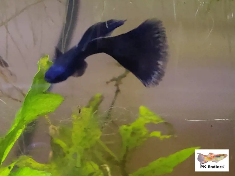 Image of a Blue Moscow Guppy