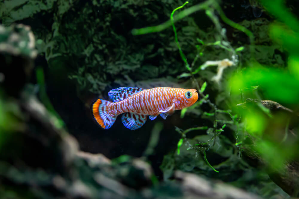 20 Best Fish for a 20 Gallon Tank