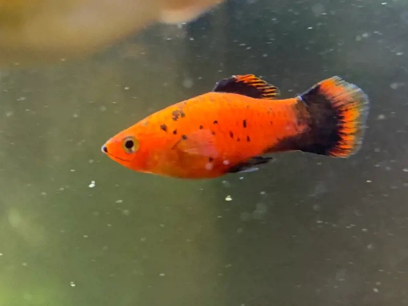 Mickey Mouse Platy fish swimming