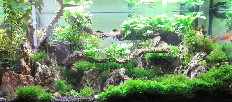 Biotope minimalist tank aquarium aquascape low budget for