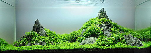 Image of an Iwagumi Aquascape