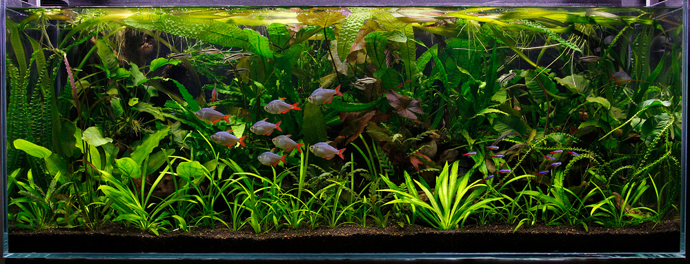 55 Gallon Aquascape Ideas