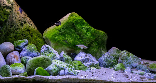 Image of a Biotope Aquarium