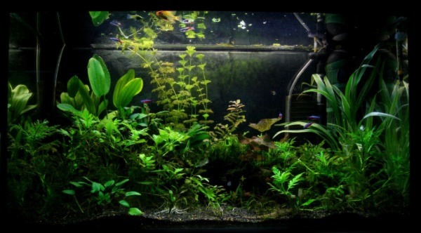 Image of a Planted Tank