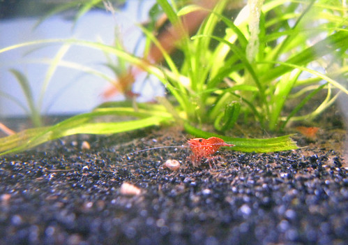 Image of a cherry shrimp grazing on substrate