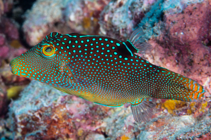 Blue Spotted Puffer Puffed Up