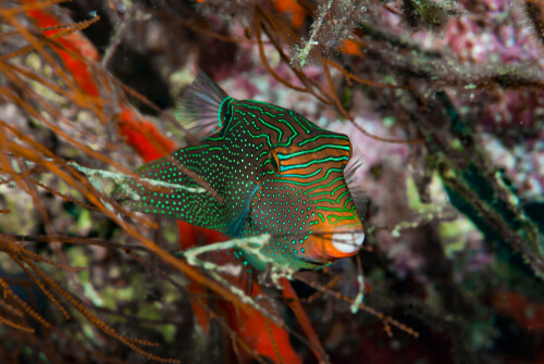 Image of Canthigaster papua