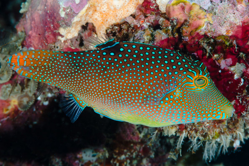 Image of a Blue Spotted Puffer