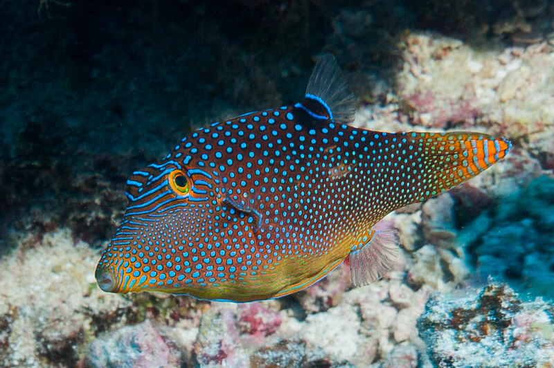 Blue Spotted Puffer Puffed Up