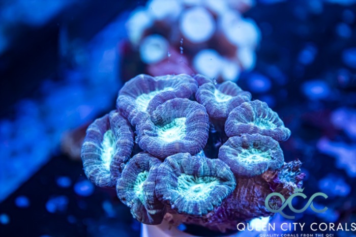 Image of a Blue Candy Cane Coral