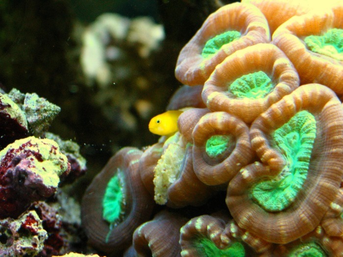 Image of a Candy Cane Coral