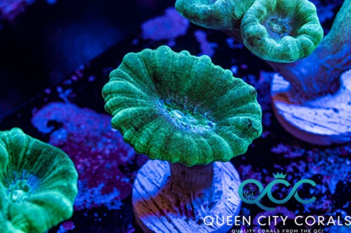 Image of a Green Candy Cane Coral