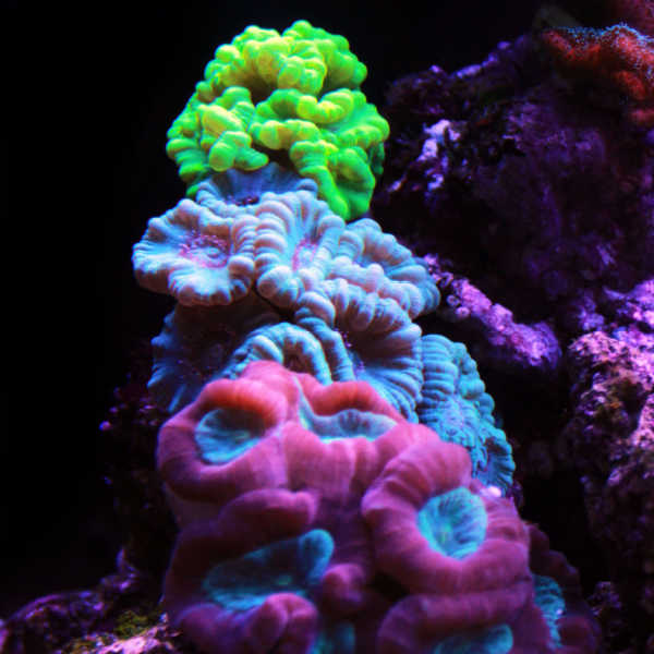 A candy cane coral