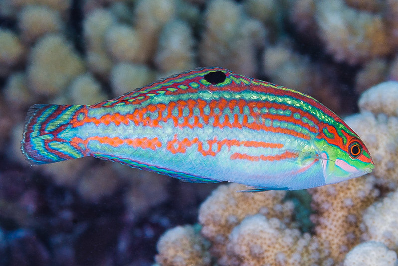 Image of a Christmas Wrasse