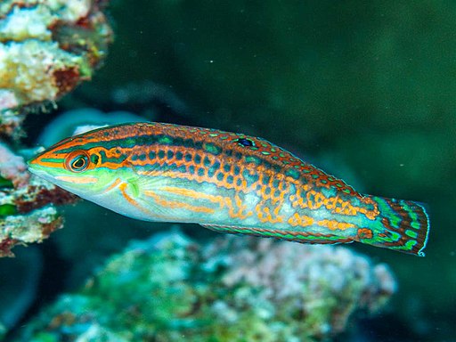 Image of a Christmas Wrasse