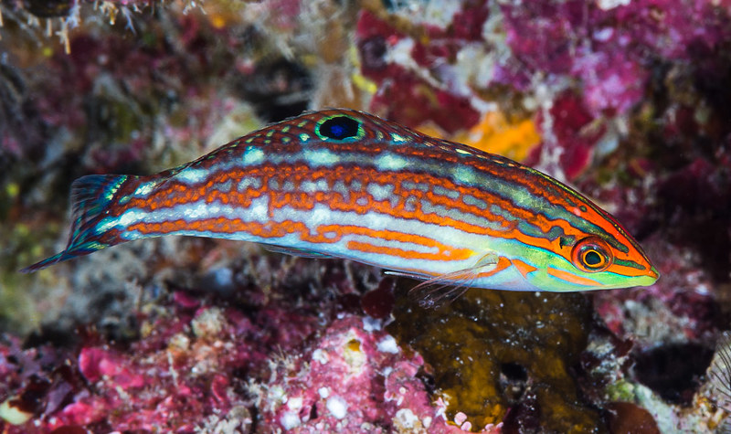 Image of a Christmas Wrasse