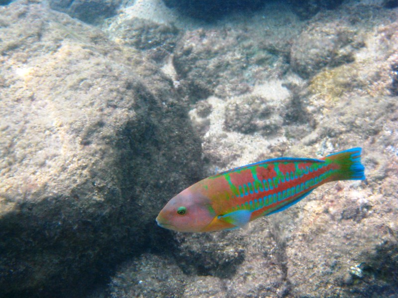 Image of Thalassoma Trilobatum