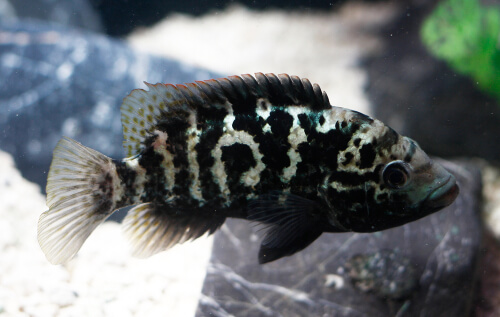 Image of a Cuban Cichlid with dark coloration