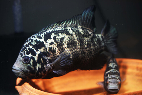 Image of a mating pair of Cuban Cichlids