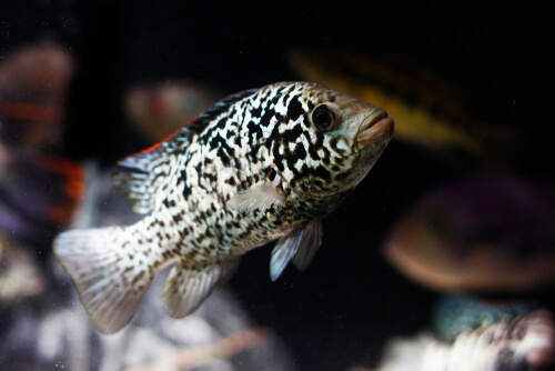 Image of a Cuban Cichlid