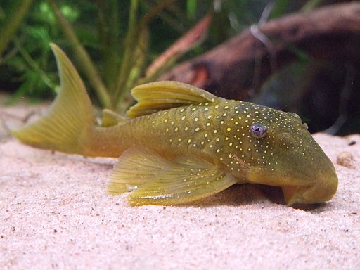 Green phantom shop pleco care