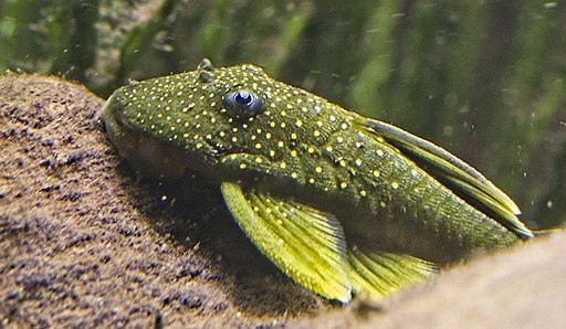 Image of a Baryancistrus Demantoides