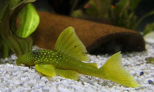 Image of a Green Phantom Pleco