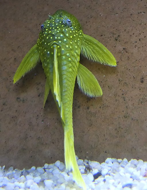 Image of a Baryancistrus Demantoides