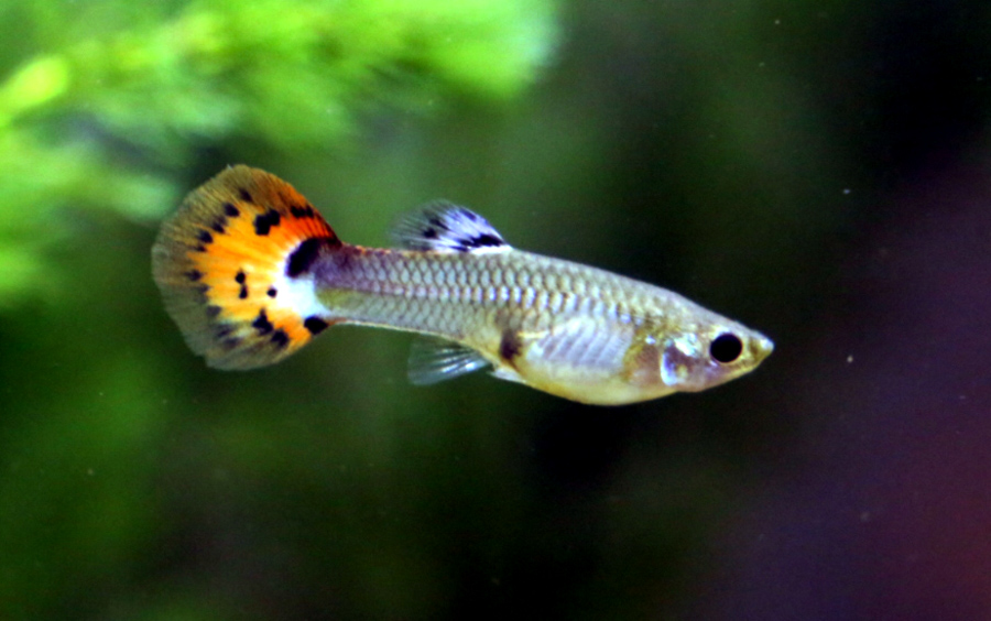 Image of a Guppy Fish
