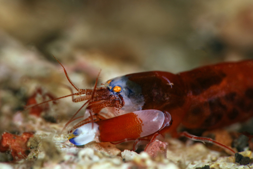 Image of a Japanese Pistol Shrimp