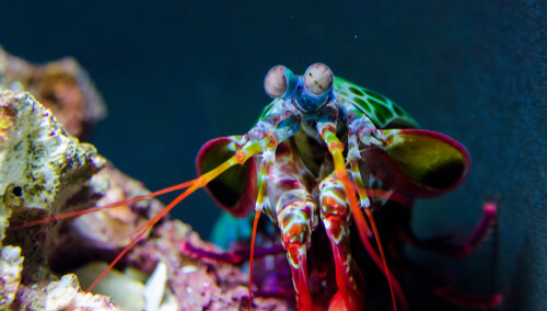 Image of a Peacock Mantis Shrimp