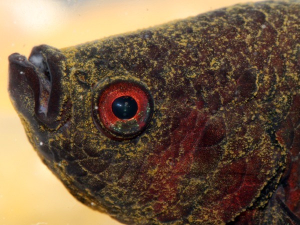 Image of a fish affected by Marine Velvet Disease