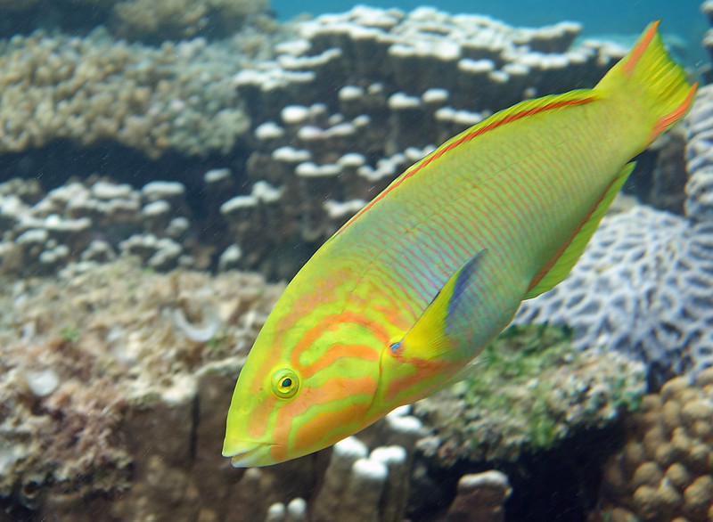 Image of a Banana Wrasse