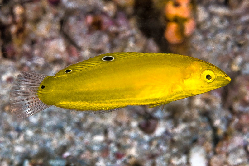 Close up image of a Yellow Coris Wrasse