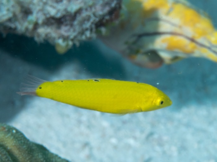 Image of a Yellow Coris Wrasse swimming along the sand bed