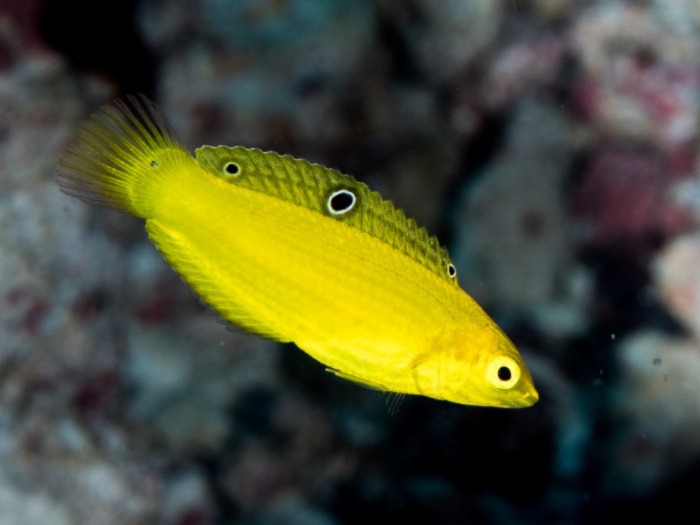 Image of a Yellow Coris Wrasse