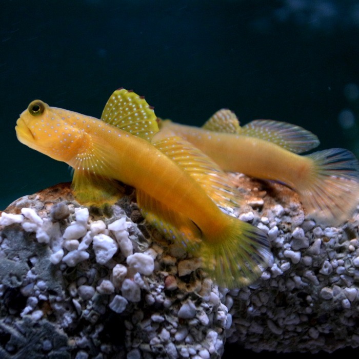 Image of a Yellow Watchman Goby with orange coloration