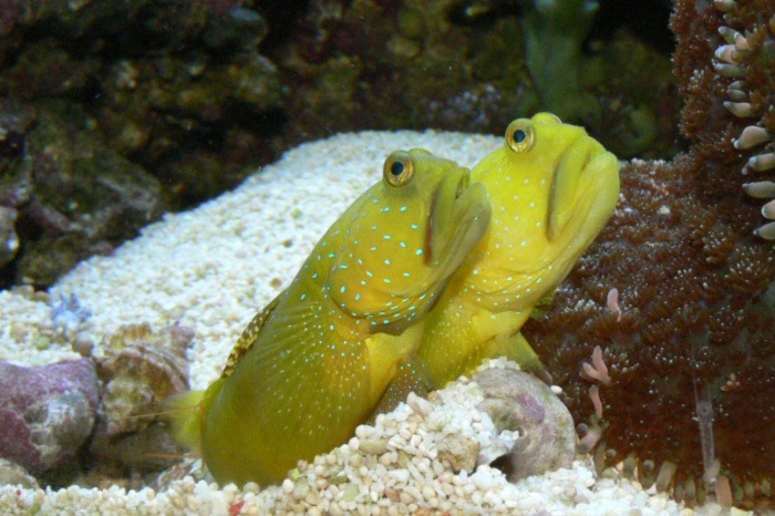Image of Yellow Watchman Goby pair