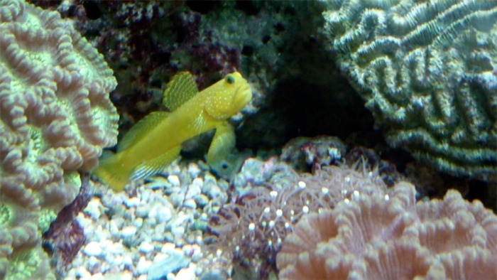 Image of a Yellow Watchman Goby