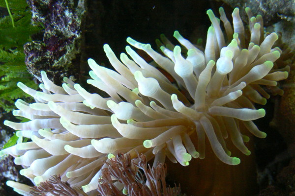 Image of a Bleached Bubble Tip Anemone