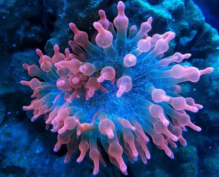 Image of a Rose Bubble Tip Anemone