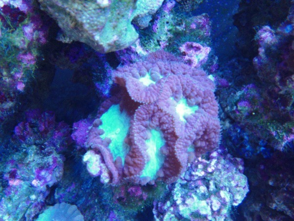 Image of a Blastomussa Wellsi Coral